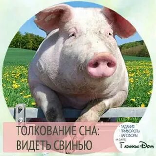 Снилась большая чистая свинья
