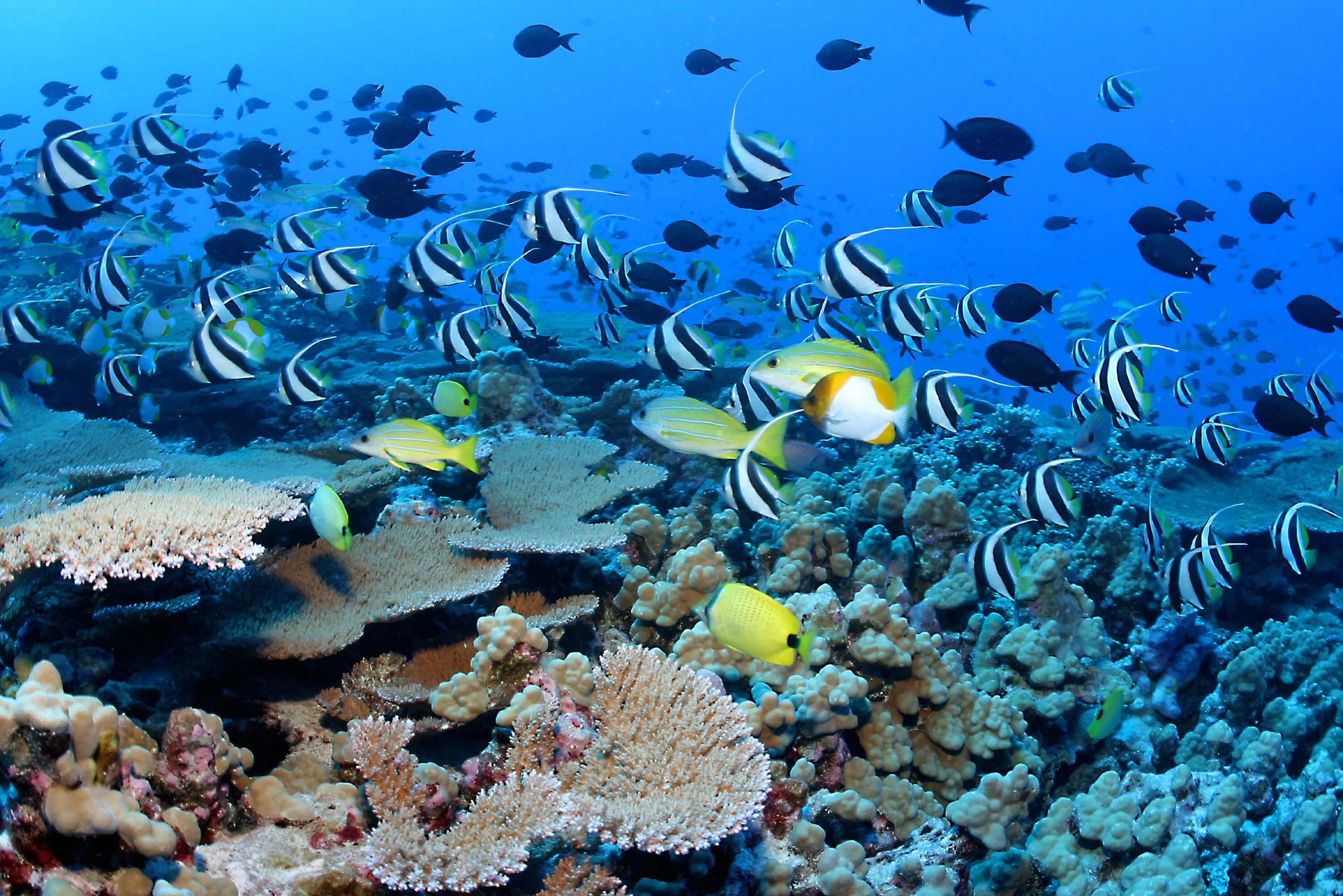 Разнообразие водных организмов. Большой Барьерный риф в тихом океане. Большой Барьерный риф Австралия. Большой Барьерный риф в коралловом море.