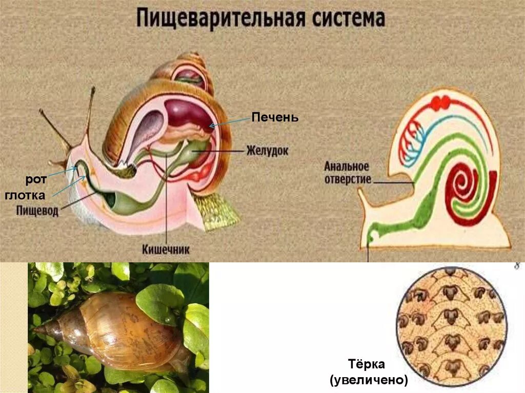 Печень у малого прудовика