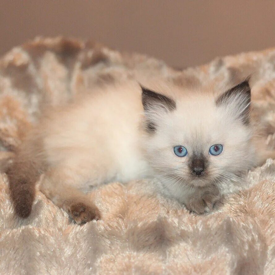 Невские маскарадные котята. Невские маскарадные котята. Невская маскарадная кошка с котятами. Авито москва котенок невской маскарадной. Сиамская невская маскарадная.
