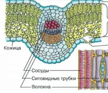 Слой клеток листа. Поперечный срез листа строение. Клеточное строение листа поперечный срез. Структуры листа поперечного среза. Поперечный срез устьица листа.