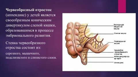 Аппендикс отросток какой