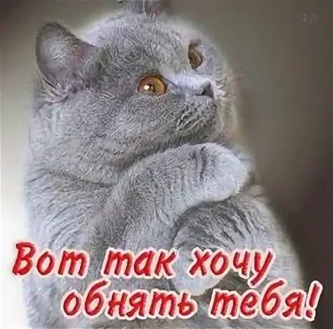 Мой зайчик. Гиф вот так хочу тебя обнять. Слова любви. Бывает накроет тоскою. Хочу обнять и поцеловать.