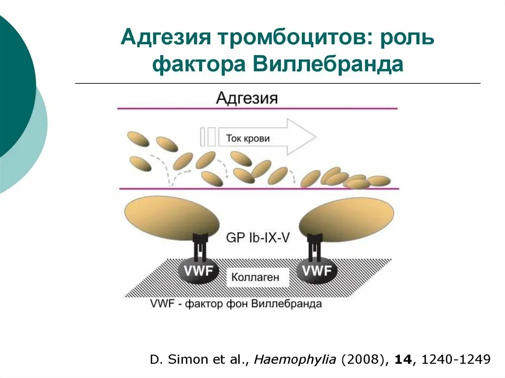 Фактор фон Виллебранда. Схема адгезии тромбоцитов. Адгезия тромбоцитов. Роль фактора фон Виллебранда в коагуляции.