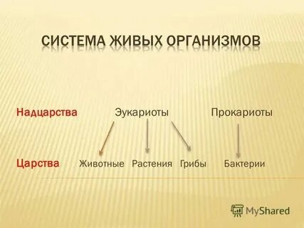 Надцарство крапивы