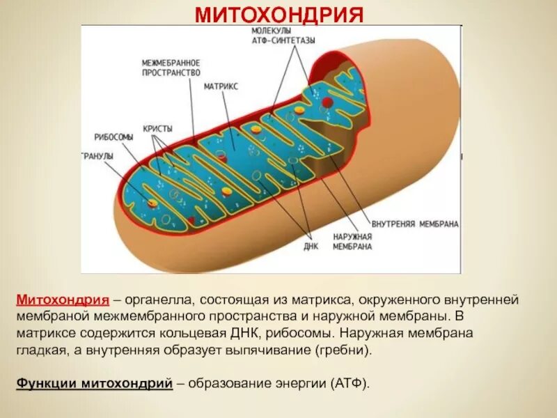 70s рибосомы митохондрий. Внутренняя мембрана Кольцевая ДНК Матрикс 70с рибосомы Кристы. Внешняя мембрана митохондрий. Наружная и внутренняя мембрана митохондрий.