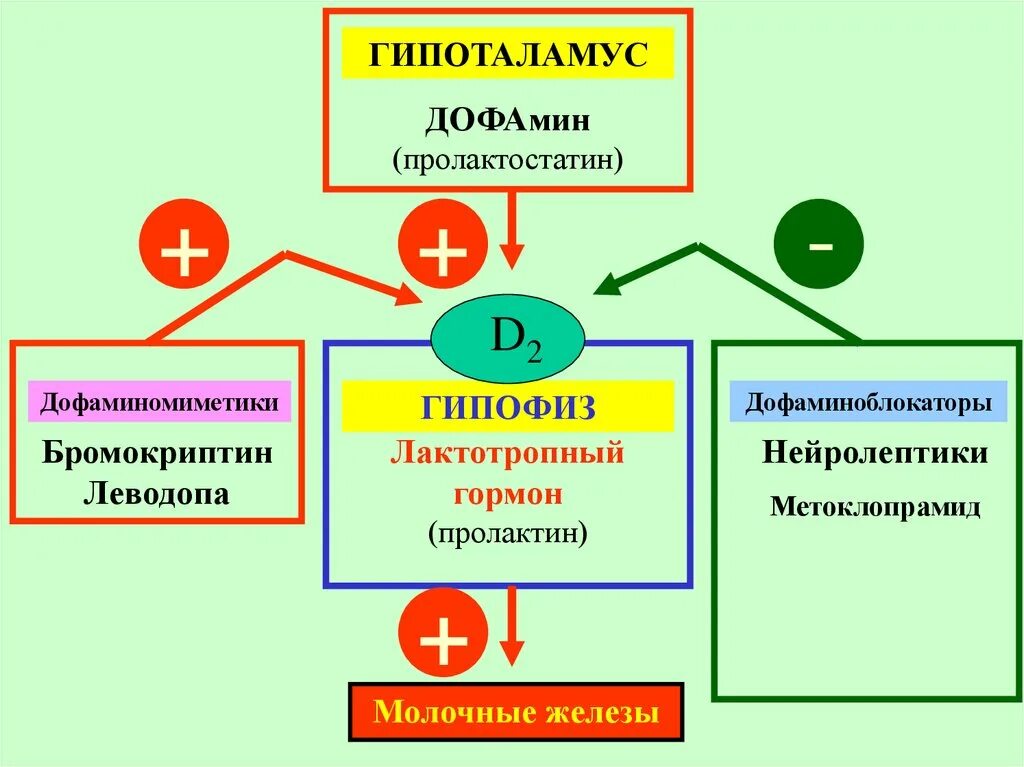 Нейролептин. Пролактостатин. Дофамин гормон гипоталамуса. Дофаминоблокаторы. Нейролептики пролактин.