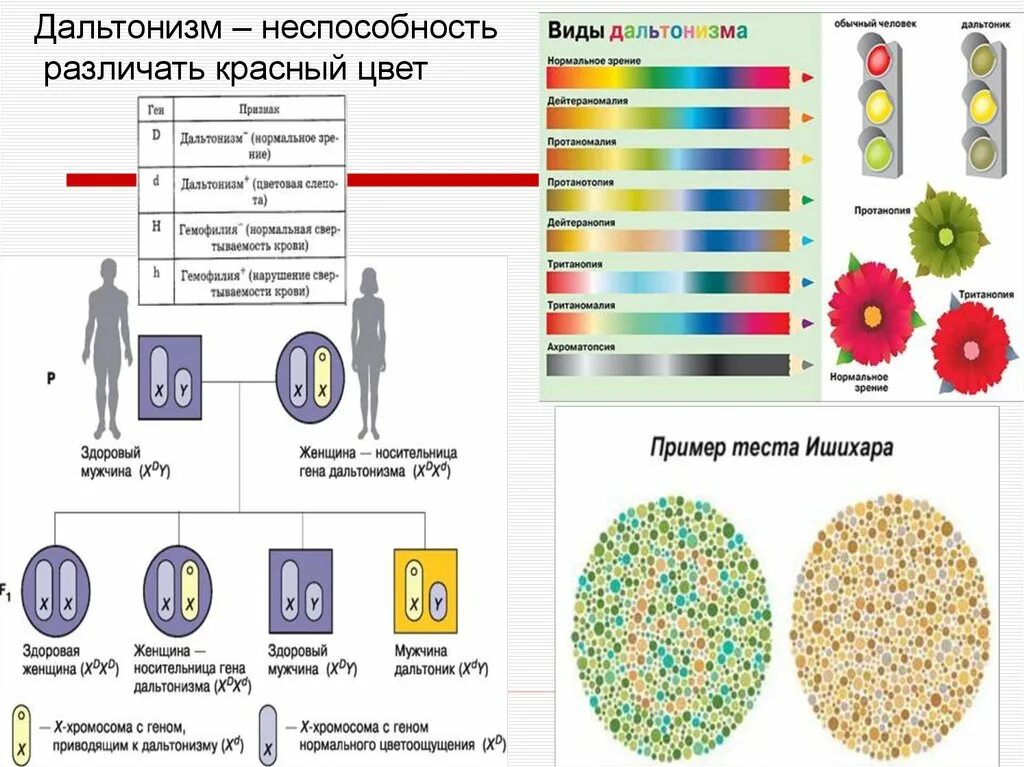 Ген общей цветовой слепоты. Дальтонизм. Виды дальтонизма. Генетические цветовая слепота. Типы цветовой слепоты.