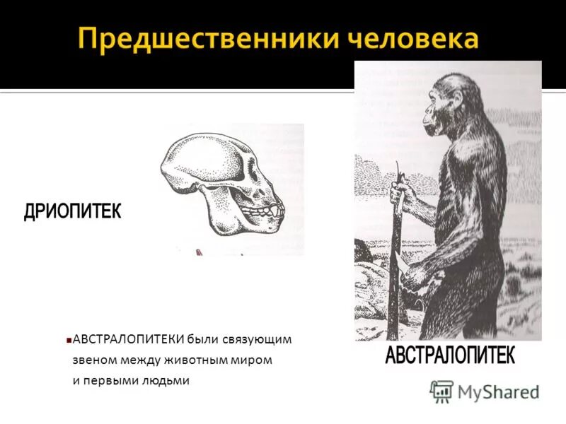 К предкам человека не относится. Дриопитек австралопитек. Предшественники человека. Предшественники человека австралопитеки. Дриопитеки предки человека.