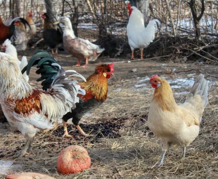 Купить кур в беларуси. Куры Беларусь. Белорусская курица. Порода белорусских куриц. Белорусские породы кур.
