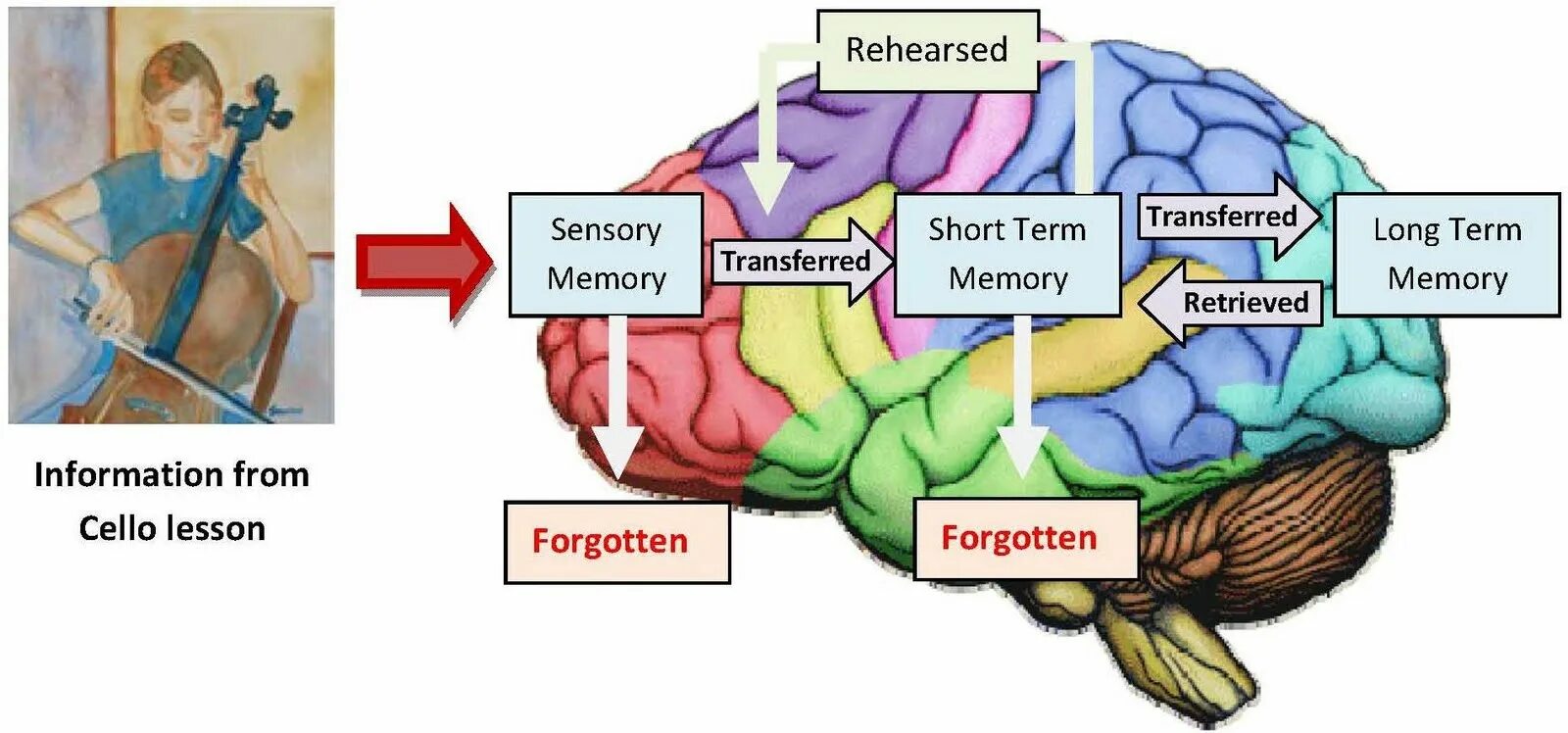 Short memory. Memory in Brain. Long term Memory картинки. Мозг память картинки.