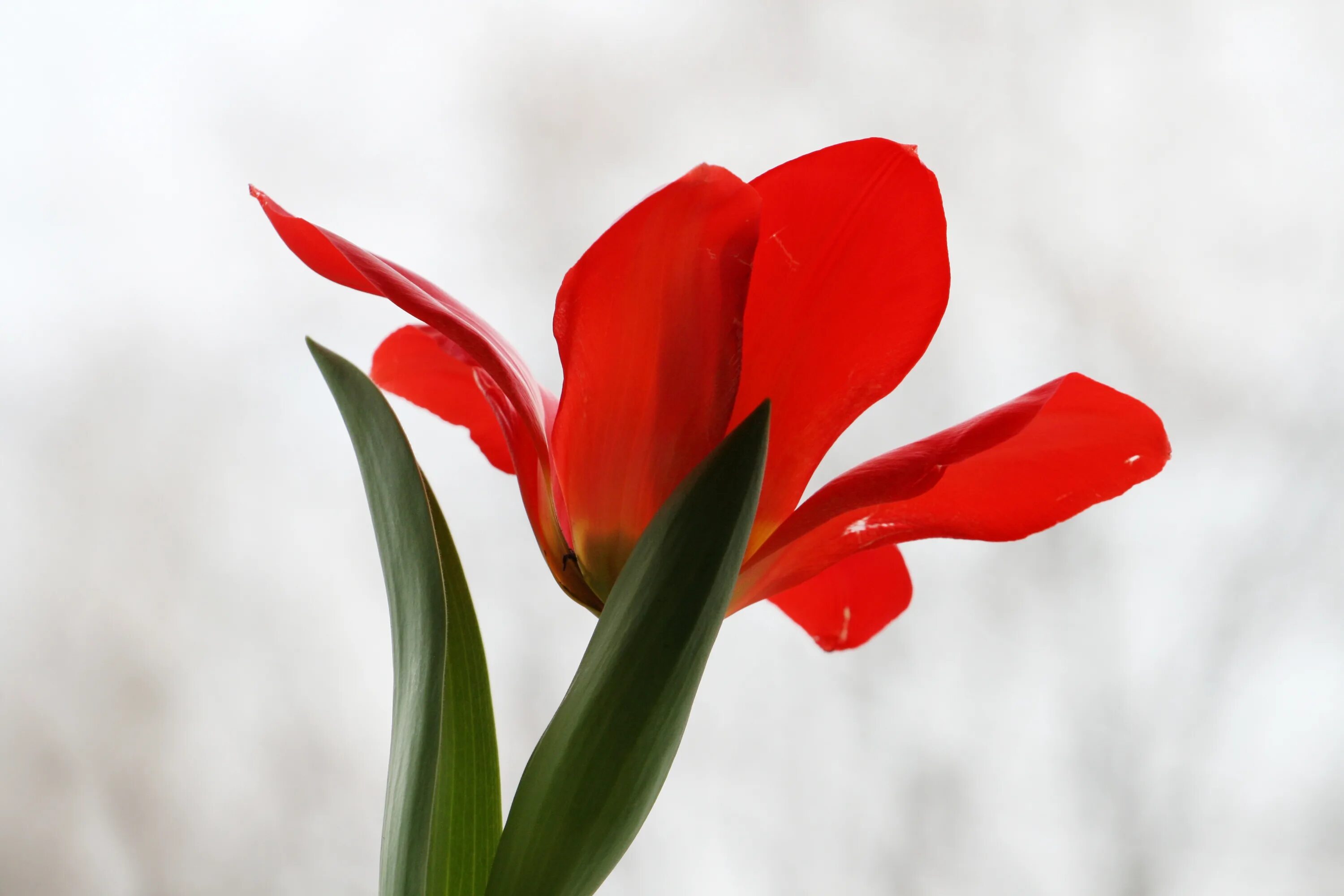 3 красных тюльпана. Красные тюльпаны. Красивые красные тюльпаны. Красно белые тюльпаны. Один красивый тюльпан.