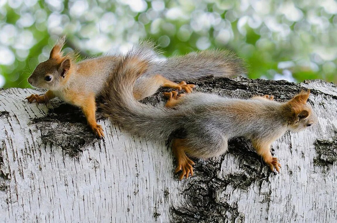 Белка другим словом. Гимнастика для глаз белка дятла поджидала. Тимирязевский парк белки. Белочка на пеньке. Белка другим словом.