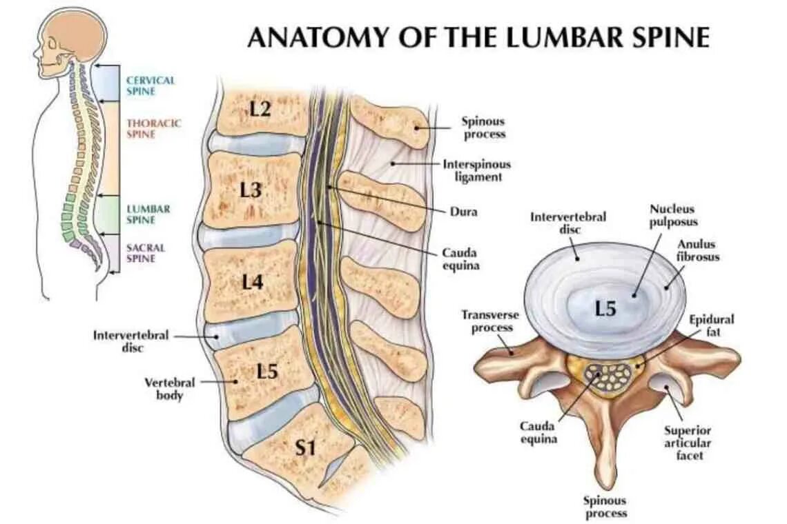3 4 5 межпозвоночного диска. L1 позвонок поясничного отдела. Отдел позвоночника l1 l2 l3 l4. Межпозвонковые диски l2 l3. Межпозвонковые диски l1-l2.