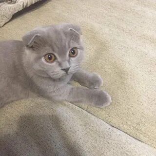 Фолд 6