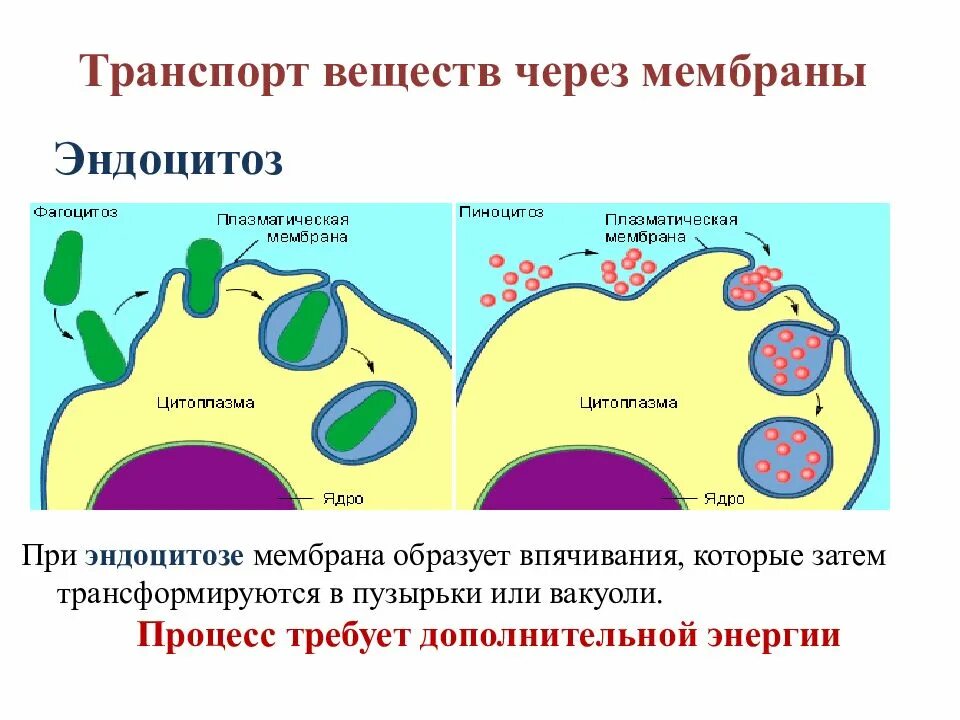 Эндоцитоз транспорт. Эндоцитоз через плазматическую мембрану. Транспорт веществ через мембрану. Процесс эндоцитоза. Эндоцитоз транспорт веществ.