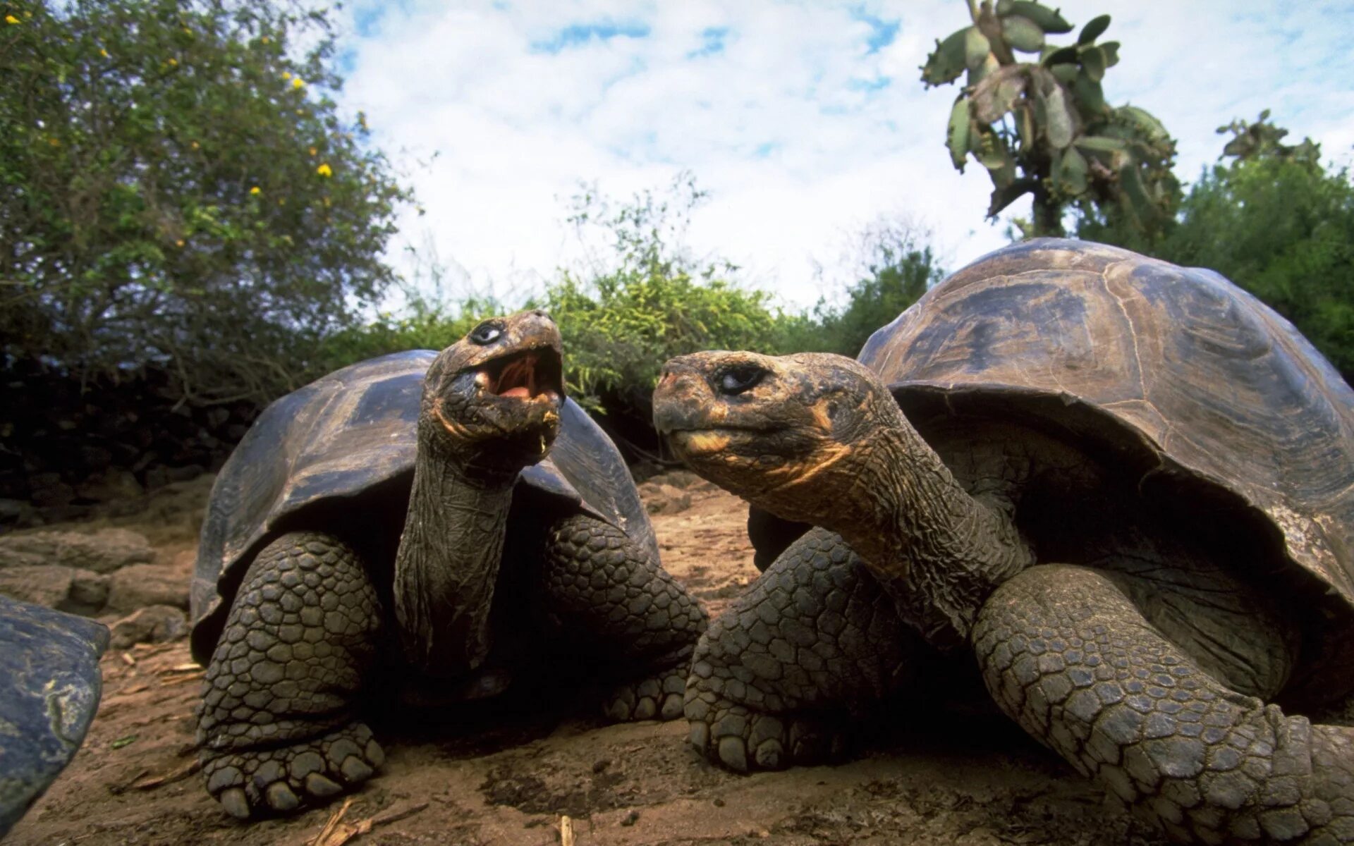 Примыкающие фото. Галапагосская черепаха. Дермохелис черепаха. Двухголовая черепаха. Пресмыкающиеся обитатели черепаха.