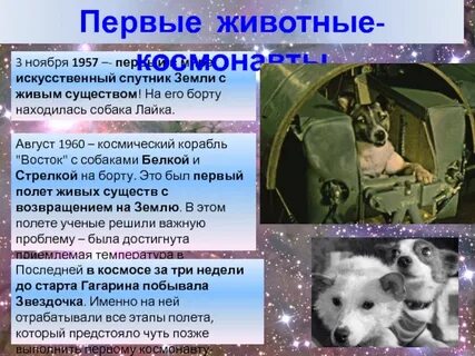Какие живые существа были в космосе