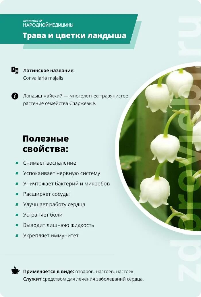 Цветок ландыш как выглядит описание Ландыш. Большая российская энциклопедия