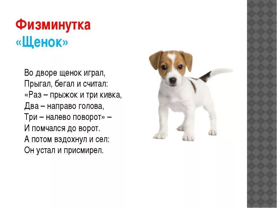 Я как то раз собаку. Животные милые с цитатами. Стихи о собаке хорошие. Стих про собаку короткий. Небольшой стих про собаку.