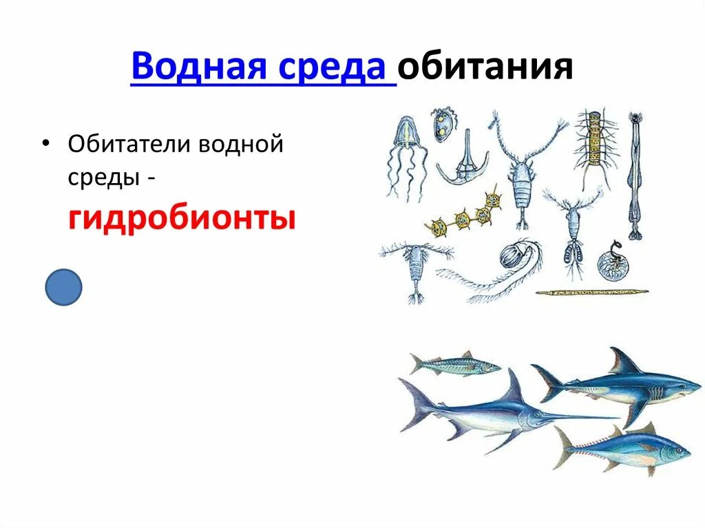 Обитатели водной среды обитания. Среда обитания водная среда. Водная среда обитания организмов. Примеры обитателей водной среды. Среда обитания вода 5 класс биология