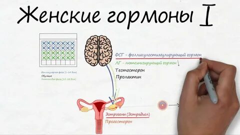 Главный гормон у женщин