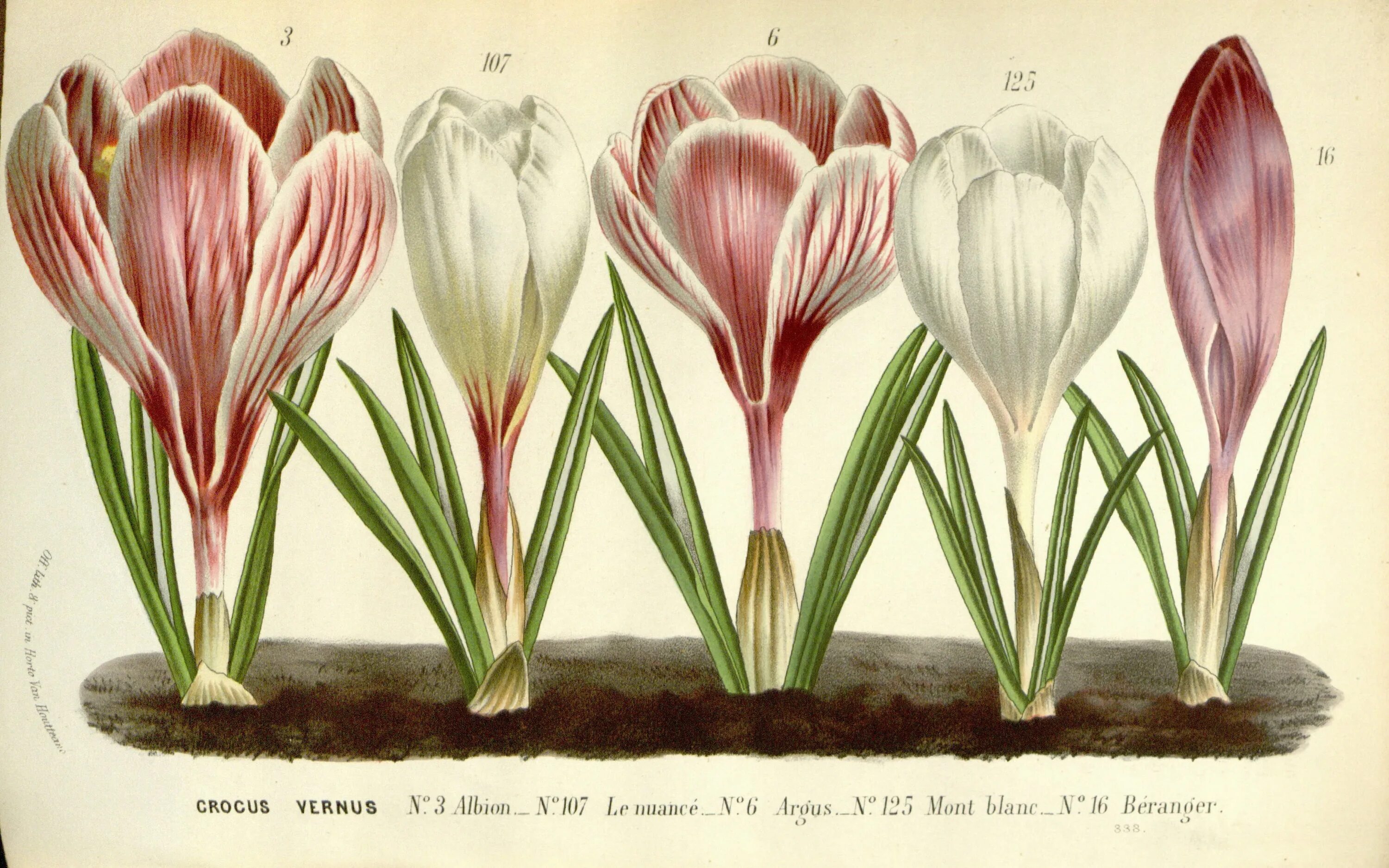Семья сытниковых крокус. Крокус Королькова. Крокус Ботаническая иллюстрация. Крокус Ботаникал. Крокус Dorothy, species (Botanical).