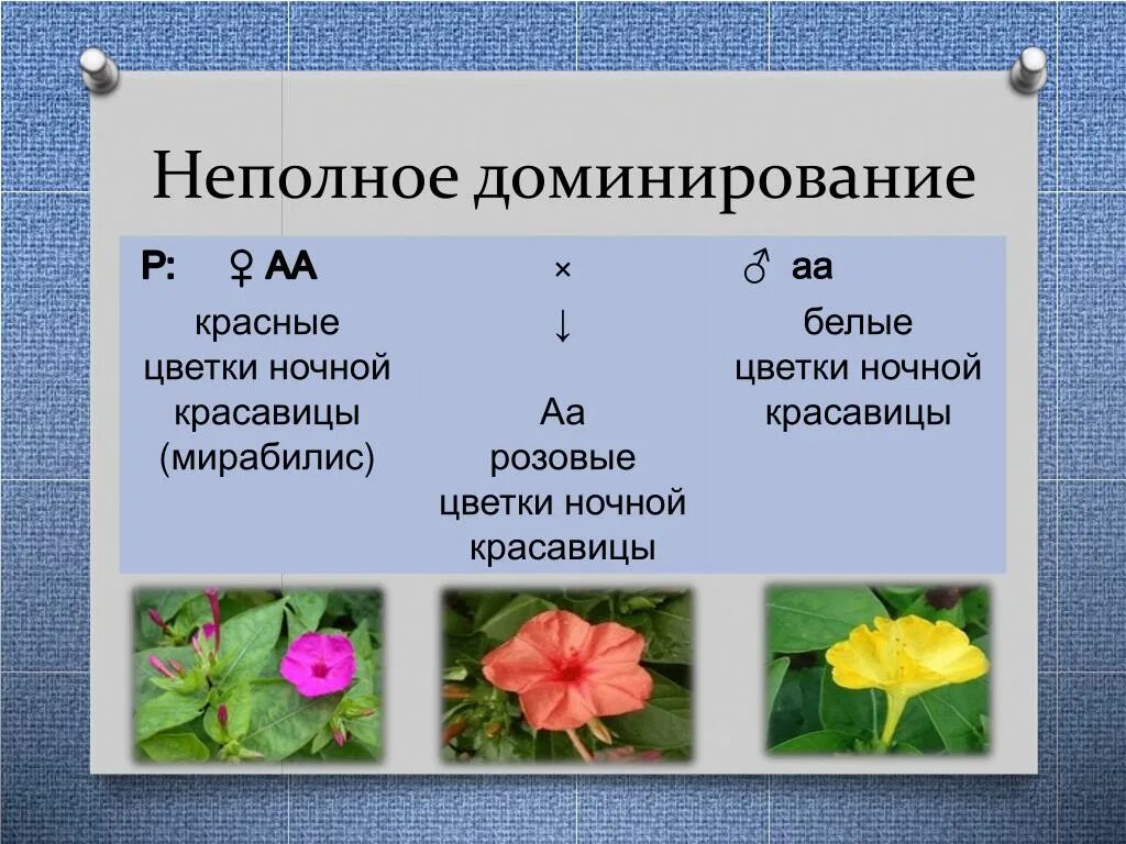 В популяции растений ночной красавицы. Кодоминирование и неполное доминирование. Неполное доминирование примеры. Неполное доминирование цветы. Скрещивание ночной красавицы.