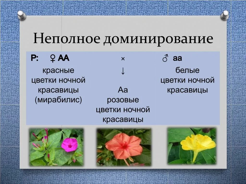 Какой процент ночной красавицы с розовыми цветками. Неполное доминирование. Неполное доминирование примеры. Неполное доминирование цветы. Ночная красавица неполное доминирование.