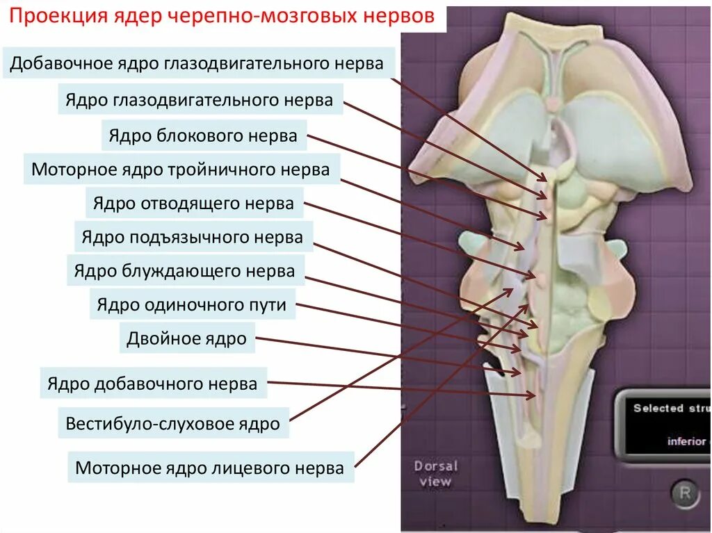 Черепные нервы ствола. Ядра ствола головного мозга. Нервы ствола головного мозга. Ствол мозга ядра нервов. Ядра глазодвигательного нерва.