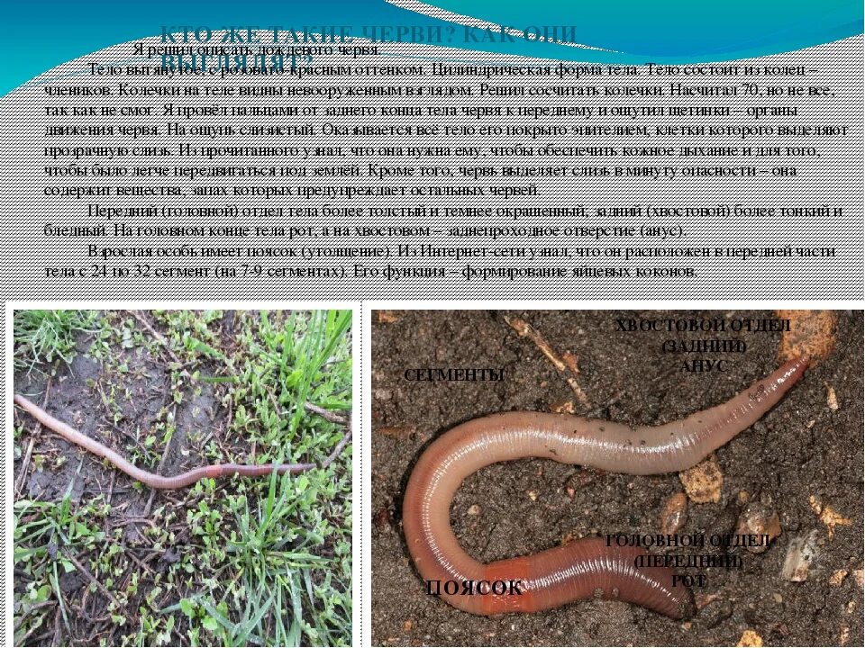 Дождевой червь 5 класс биология. Тело дождевого червя покрыто. Дождевой червь среда обитания. Как зимуют дождевые черви.