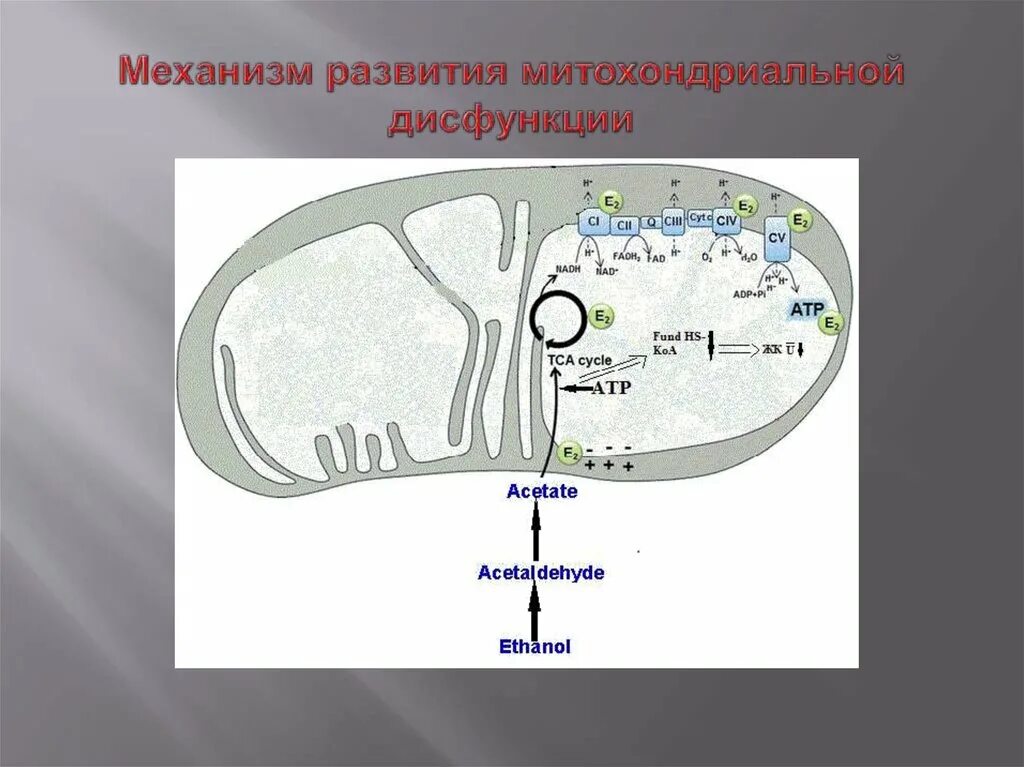 Митохондриальная дисфункция. Дисфункция митохондрий. Нарушение работы митохондрий. Механизм развития митохондриальной дисфункции. Функции митохондрии синтез белка