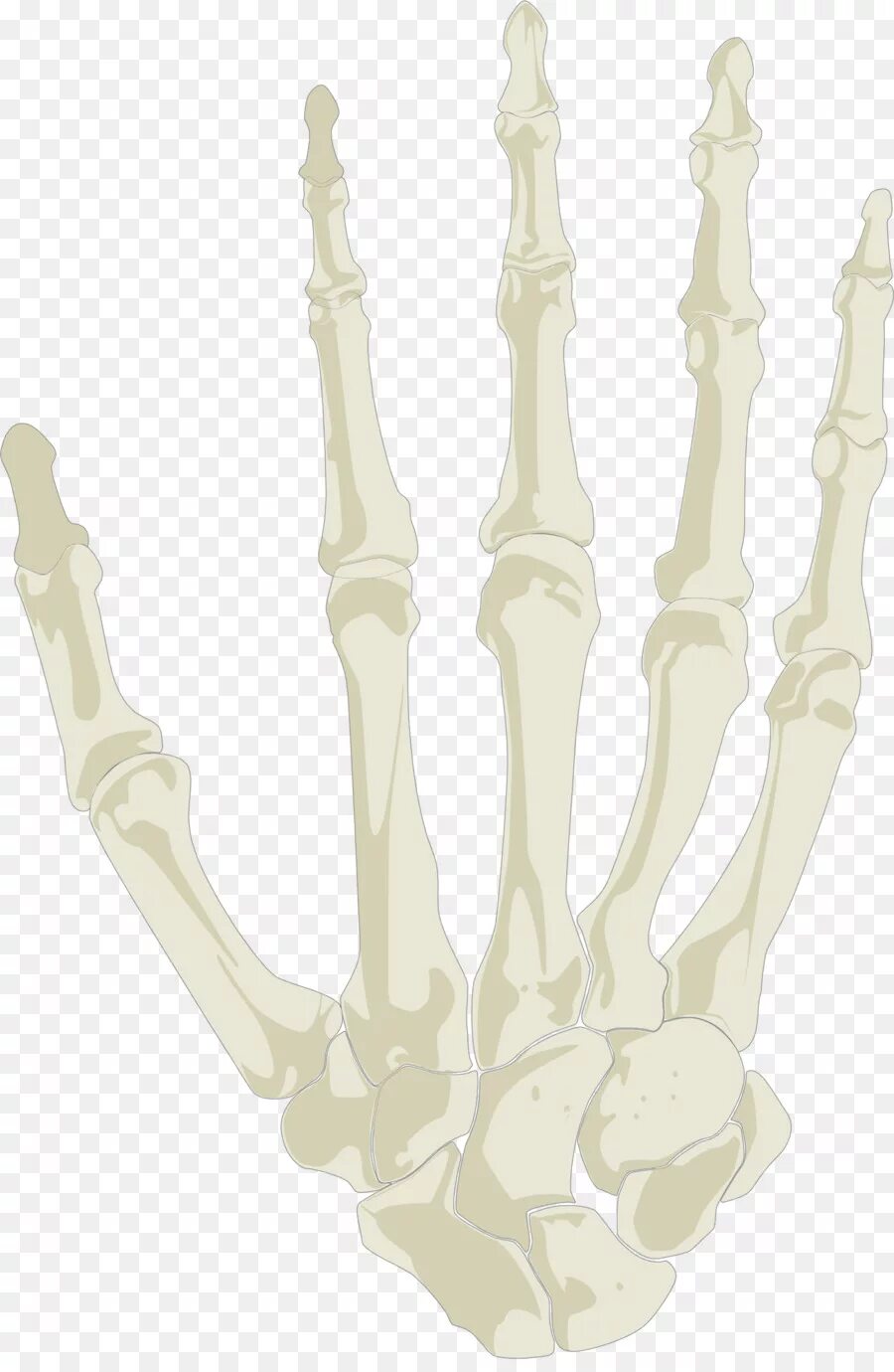 Кости руки. Скелет руки. Кисть руки. Скелет кисти. Hand bone