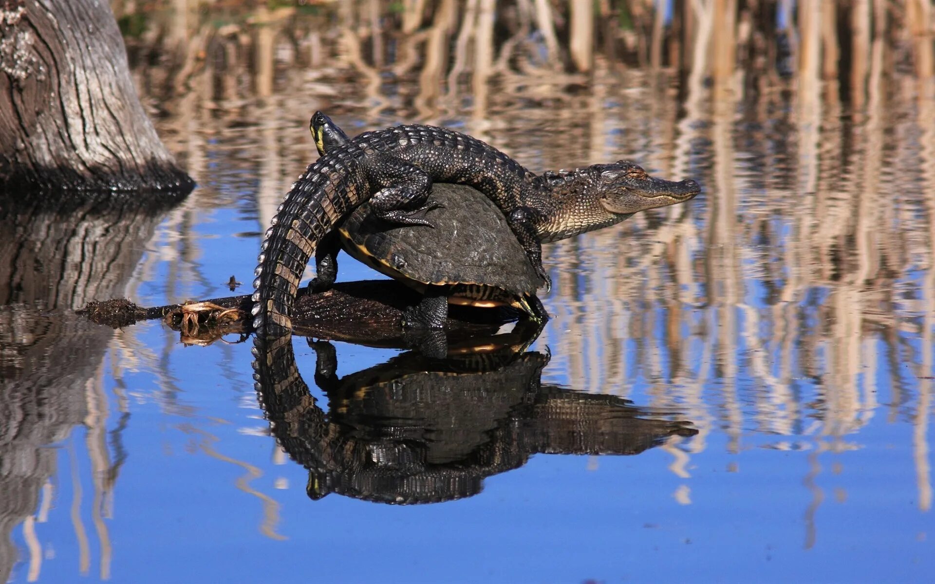 Нильская черепаха. Болота Манчак Аллигаторы. Нильский крокодил.
