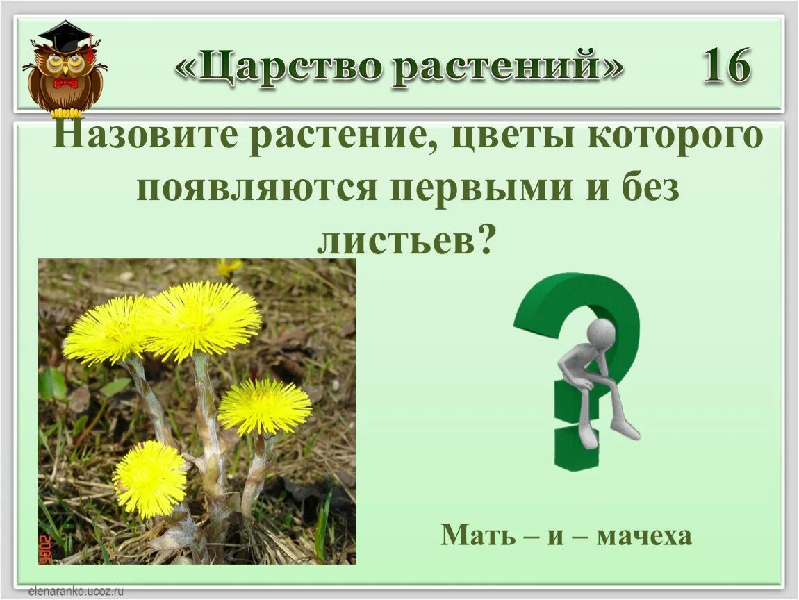 Царство растений мать и мачеха. Назвать цветы которые появились первые. Как называется это растение. Цветы которые появляются весной без листьев. Зеленые страницы мать и мачеха