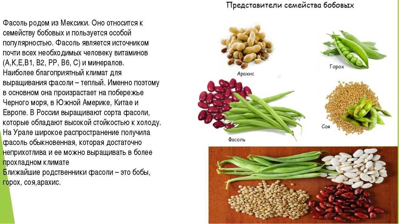 Фасоль ребенку с какого возраста можно давать. Интересные факты о бобовых растениях. бобовые культуры. доклад про фасоль. о фасоли кратко.