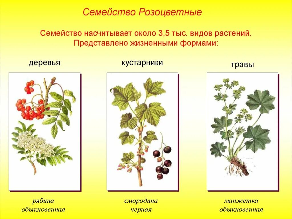 Преобладают жизненные формы деревья и кустарники. Травы семейства розоцветных. Розоцветные плодовые. Семейства покрытосеменных растений Розоцветные. Розоцветные Дикие представители.