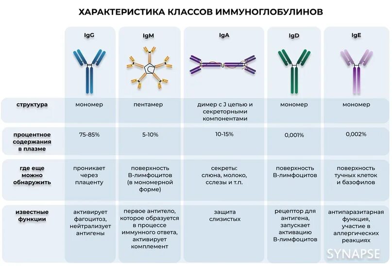 Группа иммуноглобулинов. Классы иммуноглобулинов таблица иммунология. Характеристика 5 классов иммуноглобулинов. Классификация иммуноглобулинов микробиология. Иммуноглобулины их типы и структура.