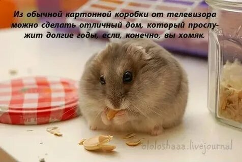 Какие карточки в хомяке на 7