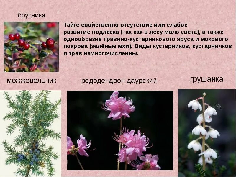 Растение тайги сообщение 4 класс. Виды кустарников и кустарничков. тайга растения презентация. информация о растениях тайги. сообщение о растениях тайги.