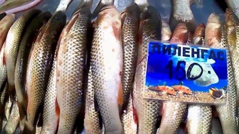 Какая рыба в анапе
