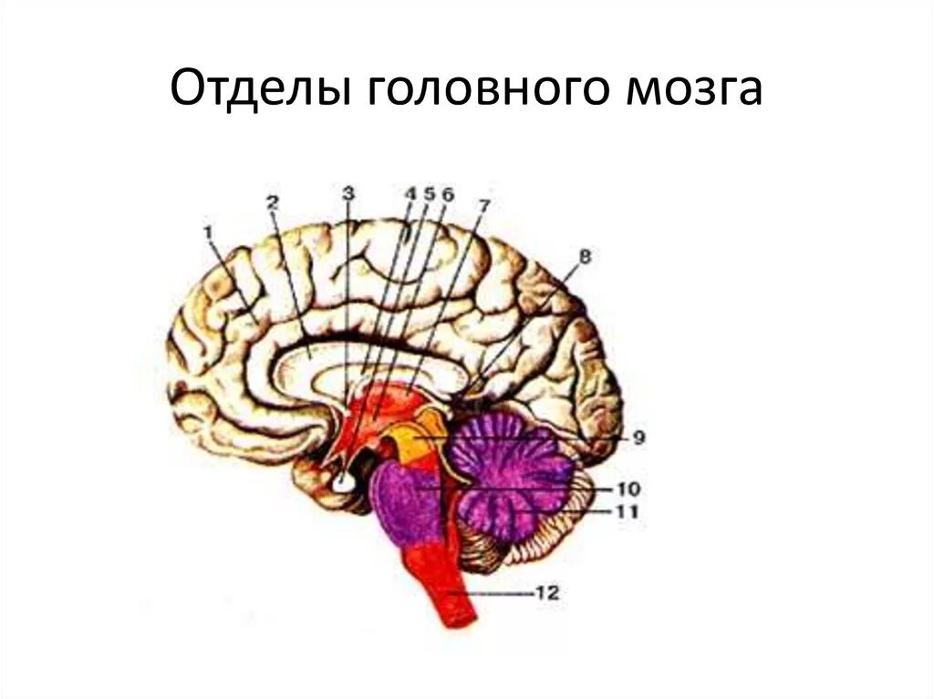 12 Отделов головного мозга. Отделы головного мозга схема. Головной мозг-отделы,регуляция. Три отдела головного мозга.