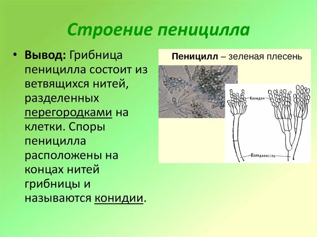 Пенициллин отличается