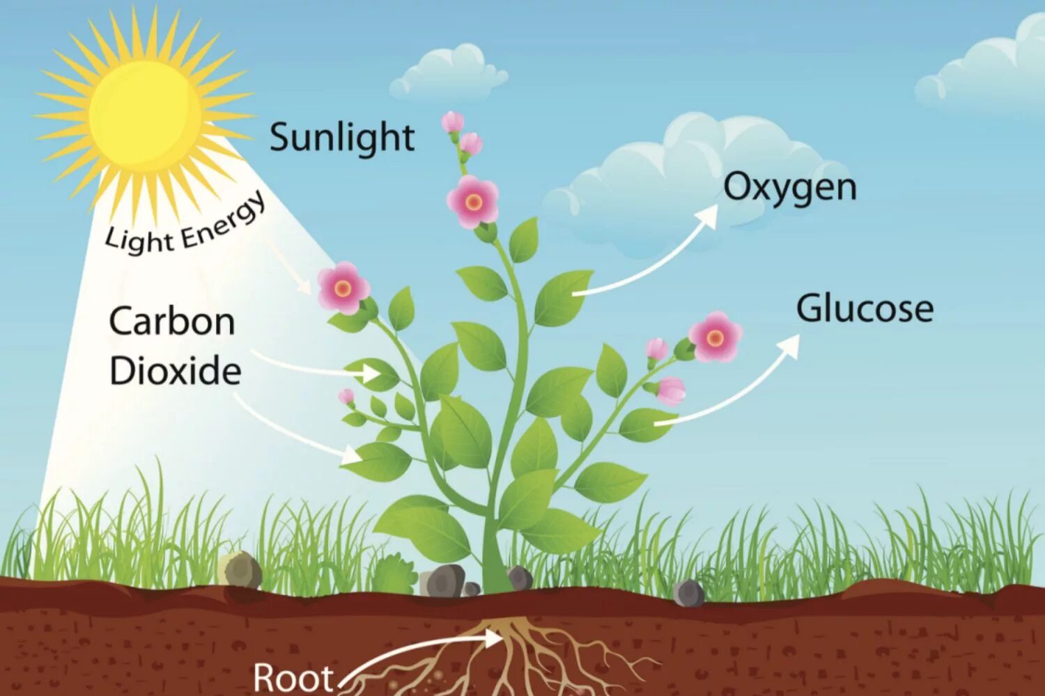 Фотосинтез Оксиген. Photosynthesis in Plant. Фотосинтез фон. Diffusion in Plants.