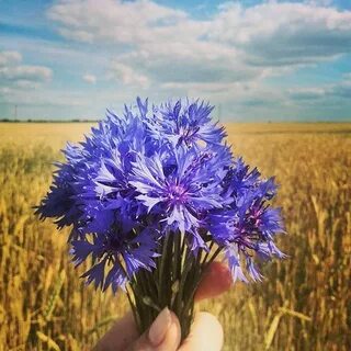 Василек на белорусском
