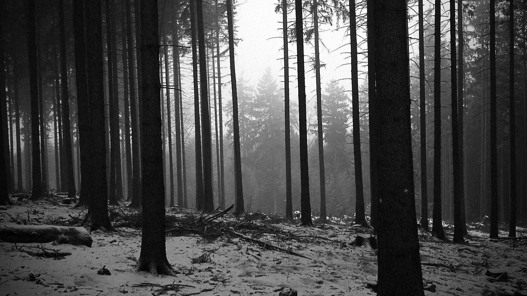 Эстетика фон темный. Темный лес. мрачный лес. черно белый лес. серый лес.