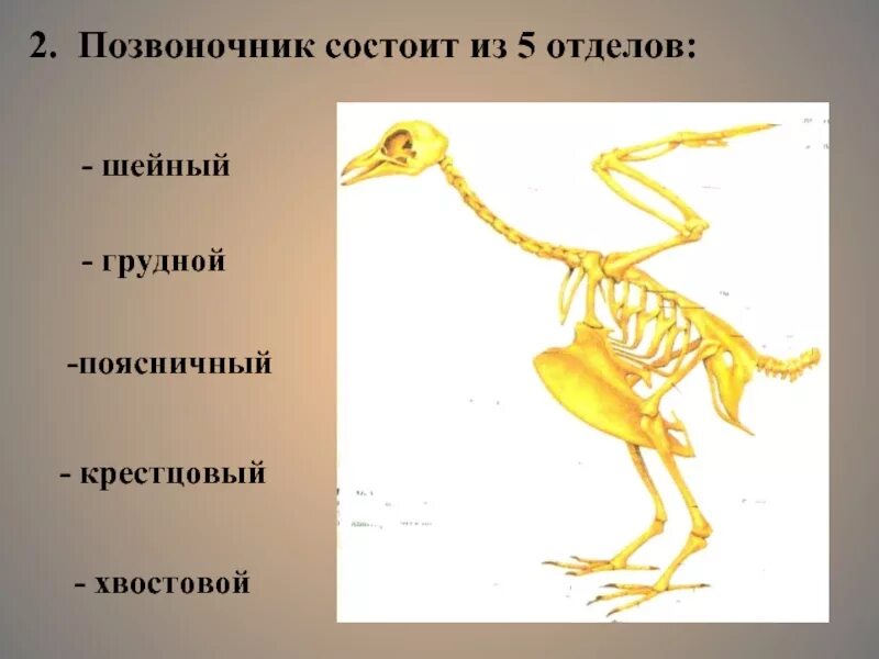 Скелет птицы позвонки. Скелет птицы отделы позвоночника. Позвоночник птицы состоит из отделов. Скелет птицы позвоночник. В позвоночнике птиц тест