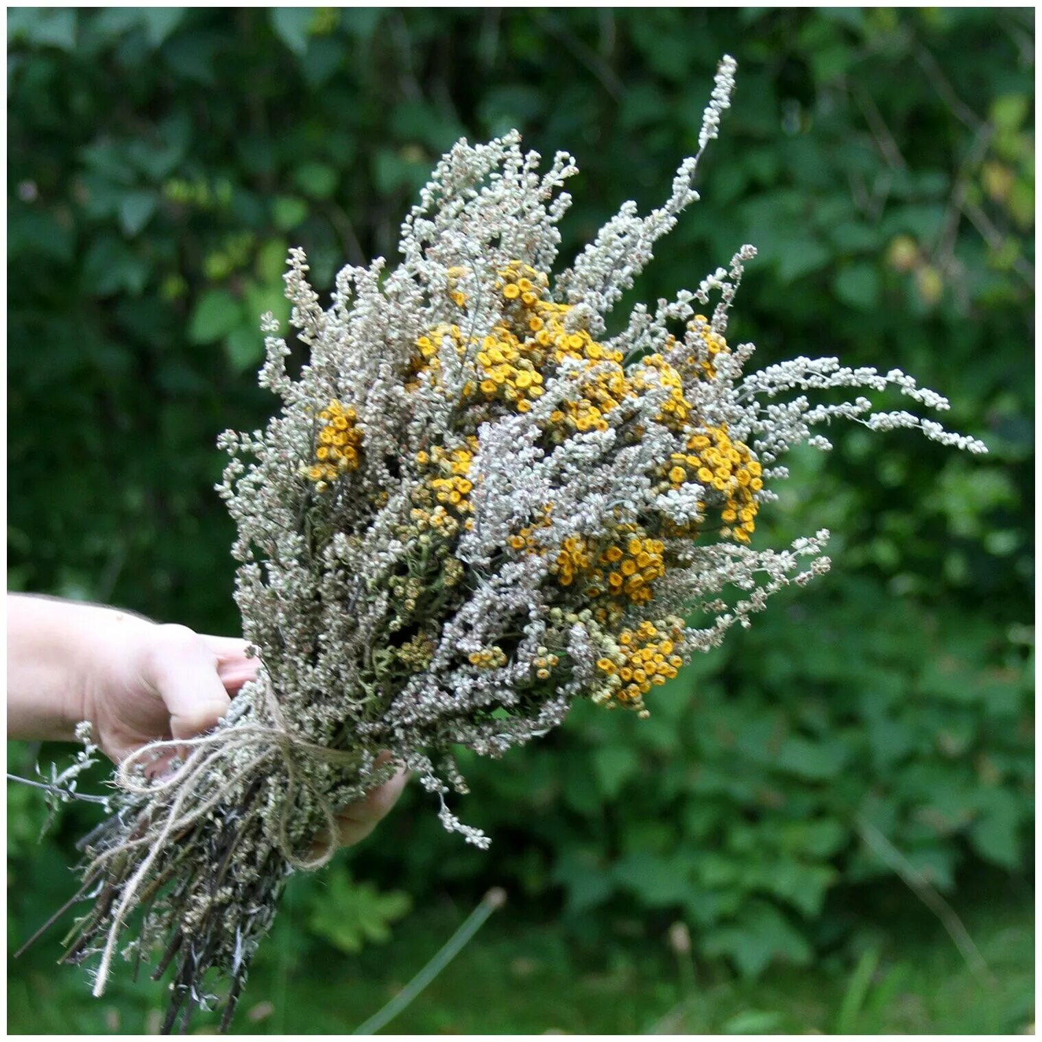 Полынь трава горькая. Пижма сухоцвет. Полынь обыкновенная сухая. Пижма букет полынь. Букет полыни горькой.