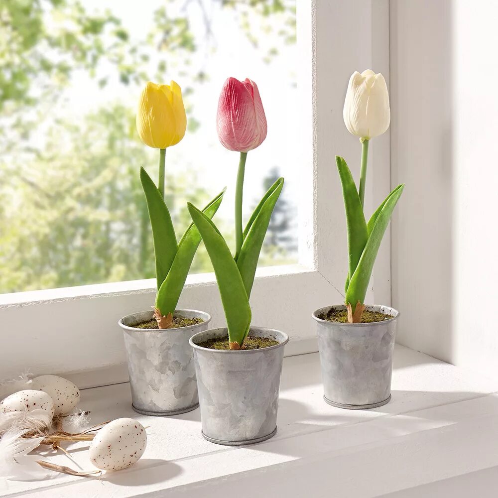 Как ухаживать за тюльпанами дома