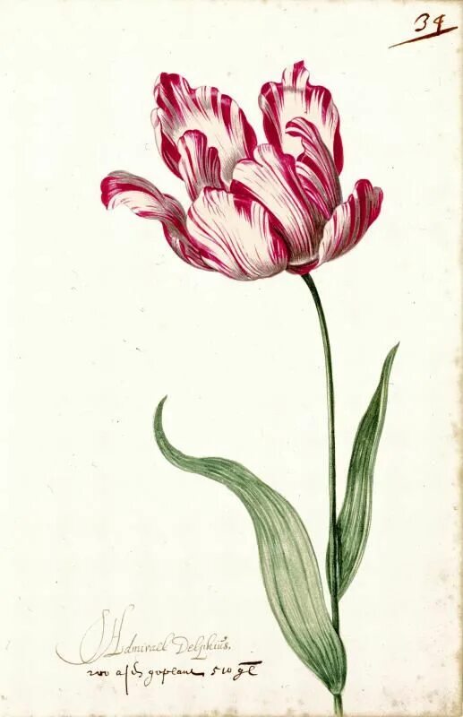 Тюльпан Ботанический атлас. Редуте тюльпаны. Ботаническая иллюстрация тюльпан. Тюльпан Ботанический рисунок. Тюльпан ботаника
